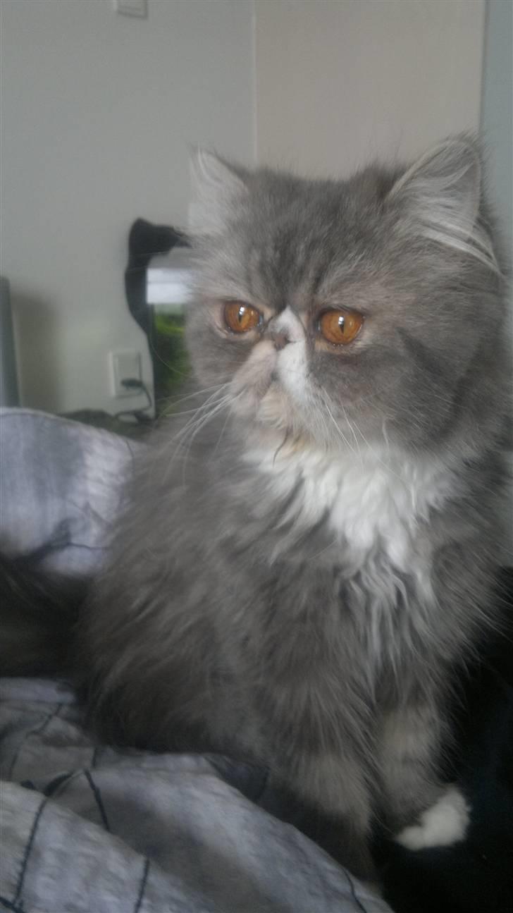 Perser SnowFlake aka. Snowi - Her ligger mig og Poul og daser! billede 3