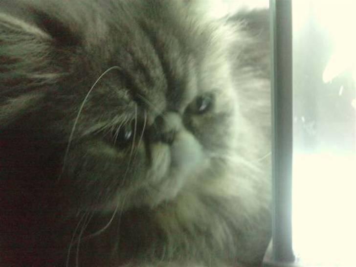 Perser SnowFlake aka. Snowi - Nye fisk i akvariet, det er da spændende:) billede 4