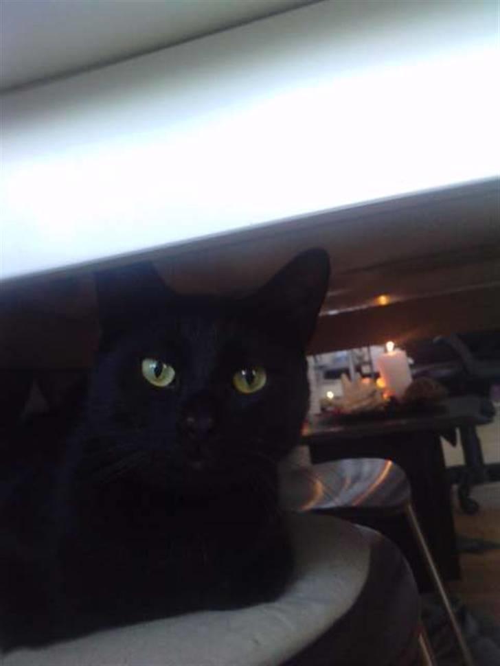 Huskat Poul R.I.P :'( - Min min min :) billede 1