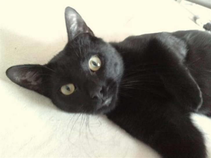 Huskat Poul R.I.P :'( - Skal vi lege? billede 2