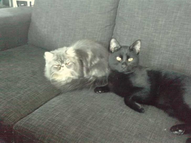 Huskat Poul R.I.P :'( - Film aften med Snowflake billede 3