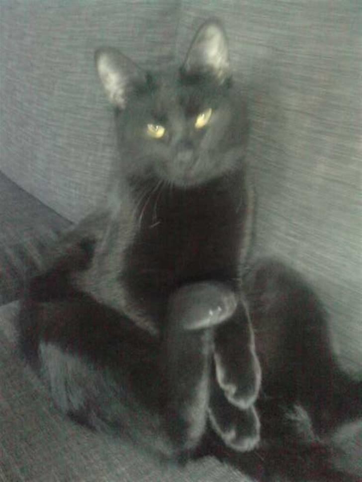 Huskat Poul R.I.P :'( - Garfield 2 billede 4