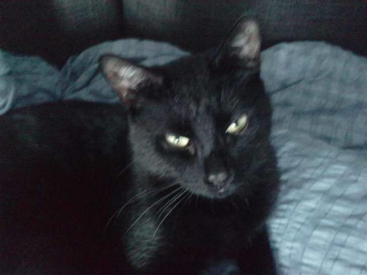 Huskat Poul R.I.P :'( - Du troede nok jeg sov :) billede 5