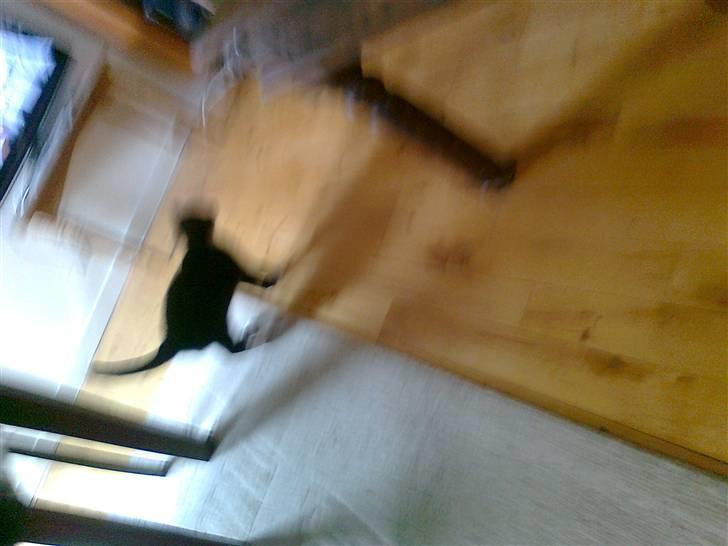 Huskat Lady billede 12