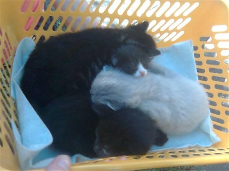 Huskat Poul R.I.P :'( - Her ligger jeg med mine søskende:) billede 7