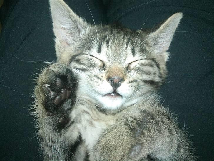 Huskat Bobba billede 1