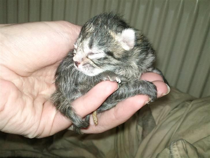 Huskat Bobba billede 2