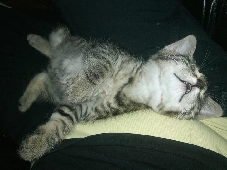 Huskat Bobba billede 3