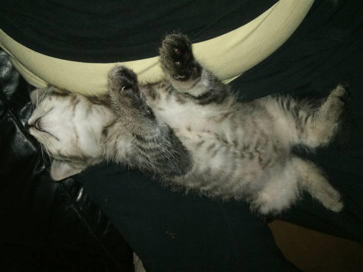 Huskat Bobba billede 4