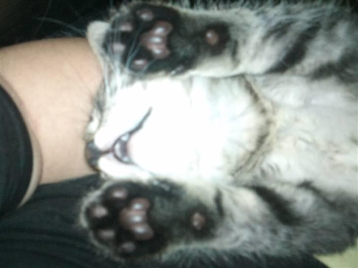 Huskat Bobba billede 5