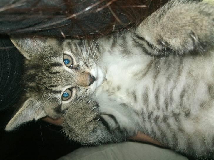 Huskat Bobba billede 6