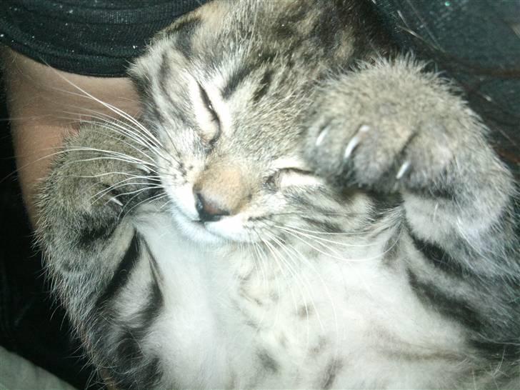 Huskat Bobba billede 7