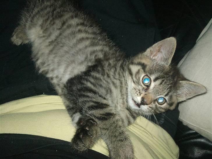 Huskat Bobba billede 8