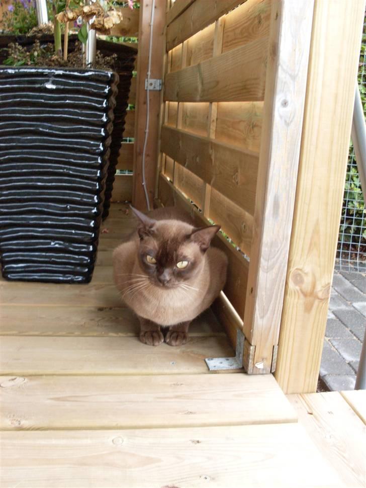Burmeser Nadikat's Aladin billede 1