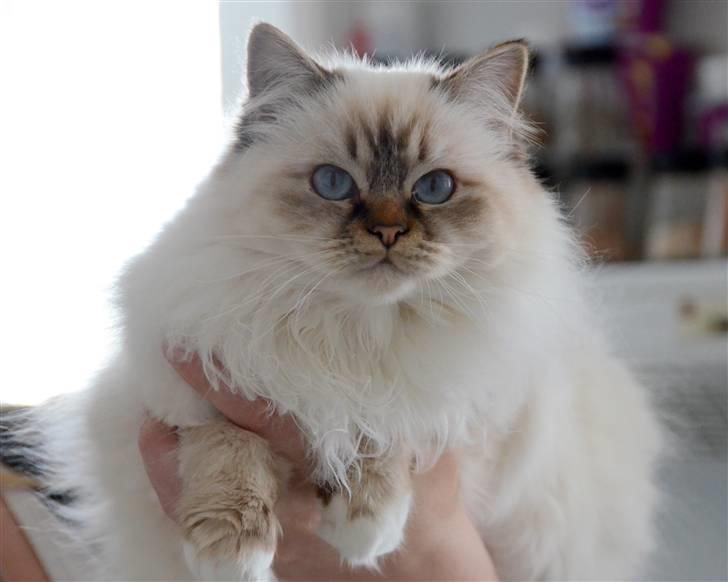 Hellig Birma DeLaCour's Amelié Gentiel - Amelié 10 mdr <3 billede 1