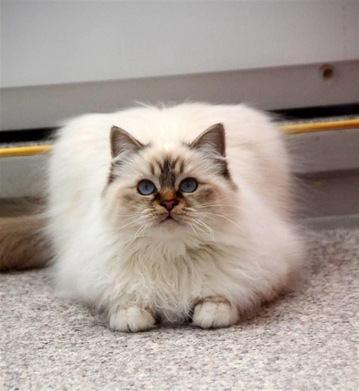 Hellig Birma DeLaCour's Amelié Gentiel - Amelié 10 mdr <3 billede 2