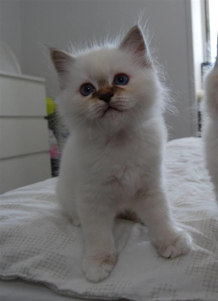 Hellig Birma DeLaCour's Amelié Gentiel - Amelié 9 uger  billede 3