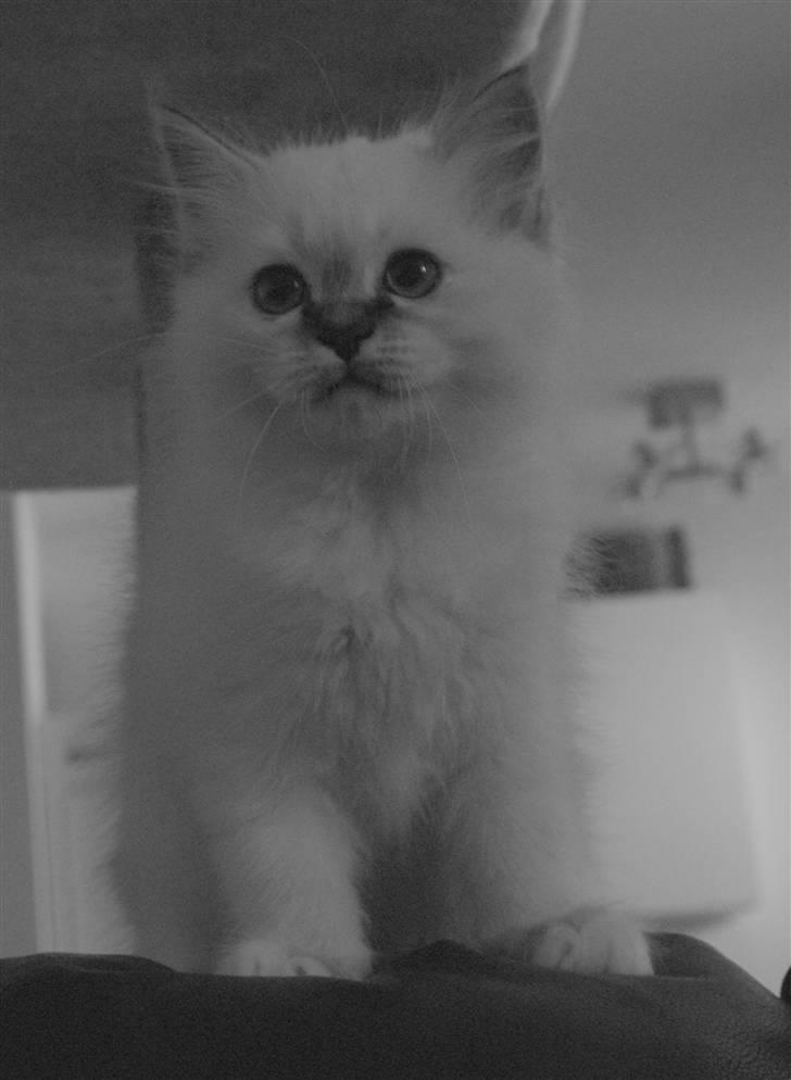 Hellig Birma DeLaCour's Amelié Gentiel - Amelié 9 uger  billede 4