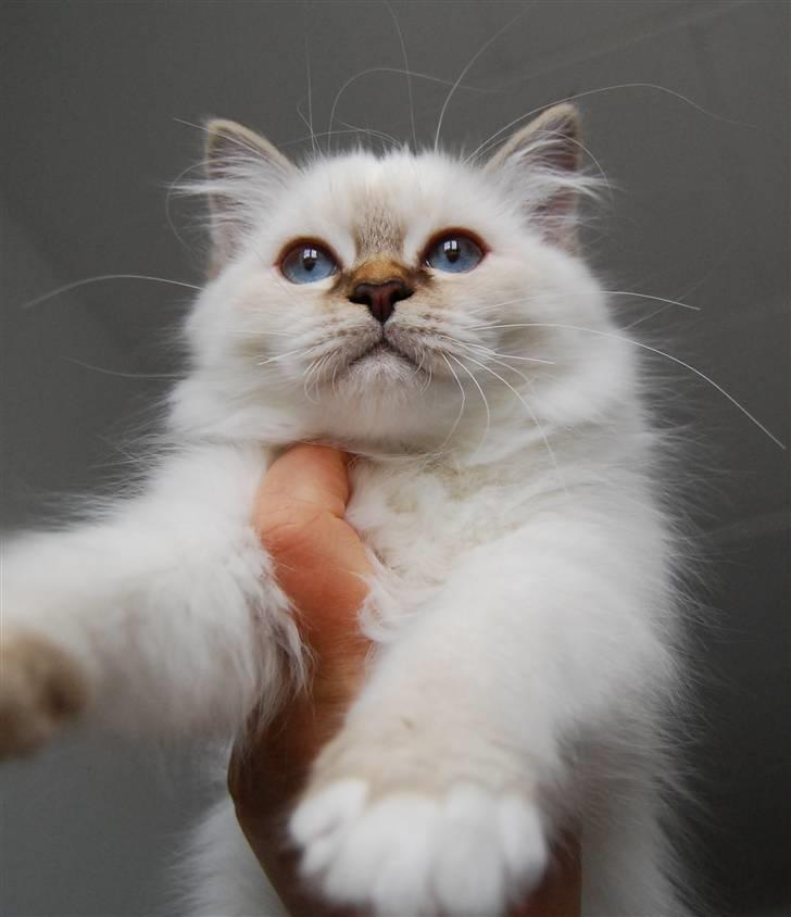 Hellig Birma DeLaCour's Amelié Gentiel - Amelié 13 uger  billede 5