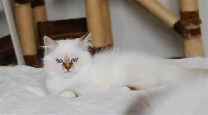 Hellig Birma DeLaCour's Amelié Gentiel - Amelié 13 uger  billede 6