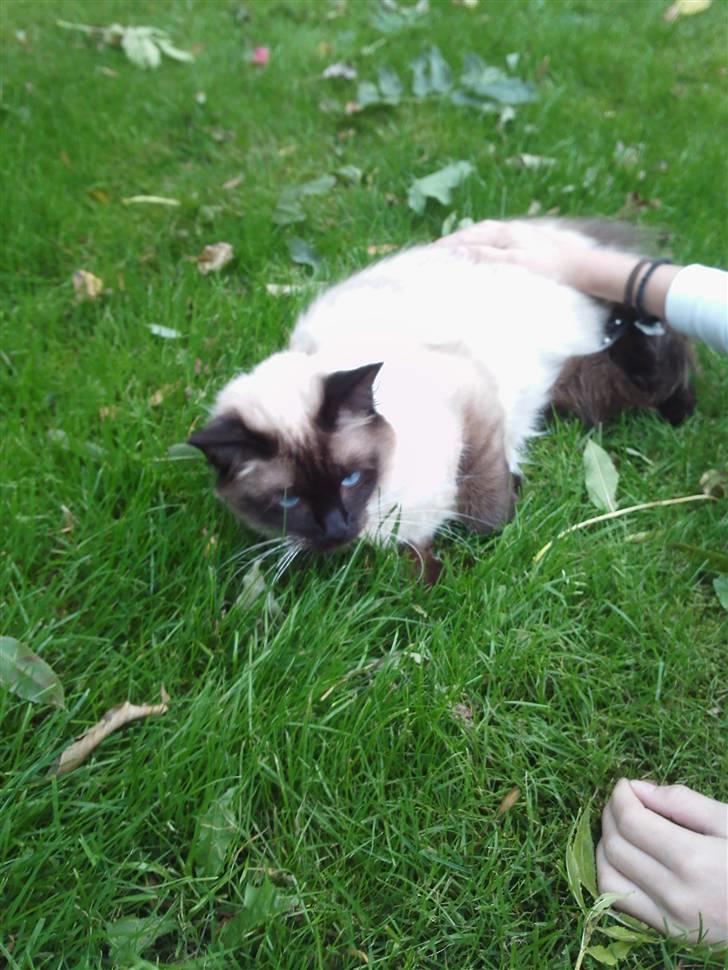 Ragdoll Dina<3 - dina lusker rundt på jagt i haven <3 <3 <3 billede 5