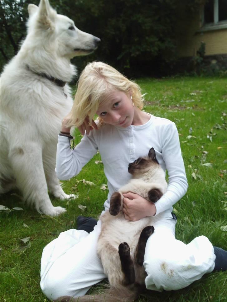 Ragdoll Dina<3 - "familie foto"  billede 4