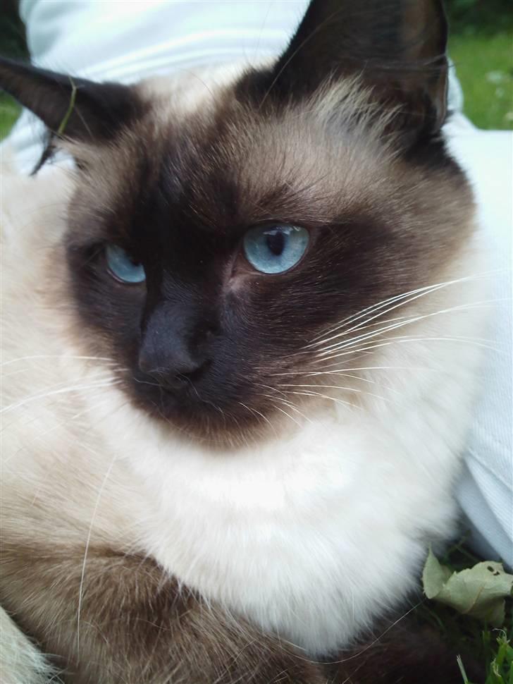 Ragdoll Dina<3 - dina nyder ud sigten<3 <3 <3 billede 1