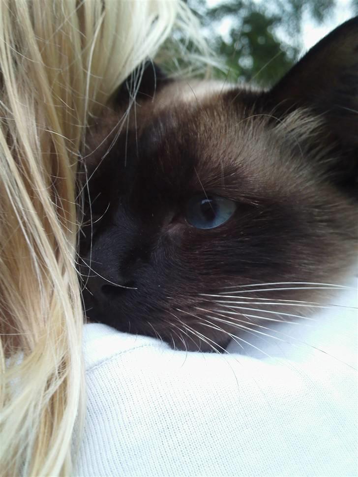 Ragdoll Dina<3 - dina får et knus efter en lang løbe tur i huset<3 <3 billede 2