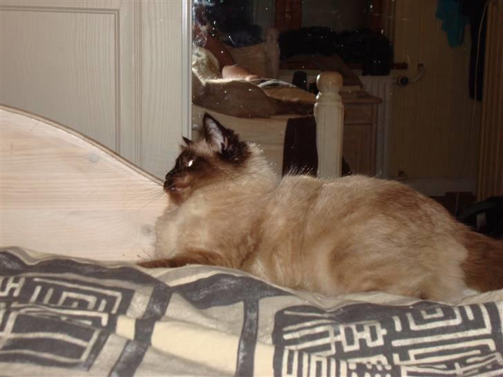 Ragdoll Dina<3 - dina sider og er klar til at springe ud over senge kanten<3 <3 billede 3