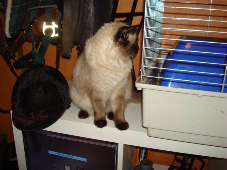 Ragdoll Dina<3 - her har dina fået øje på nået meget spænende et marsvin<3 <3 <3 <3 <3 billede 6