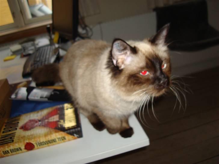 Ragdoll Dina<3 - en lille fejl ved fotoet ups billede 7