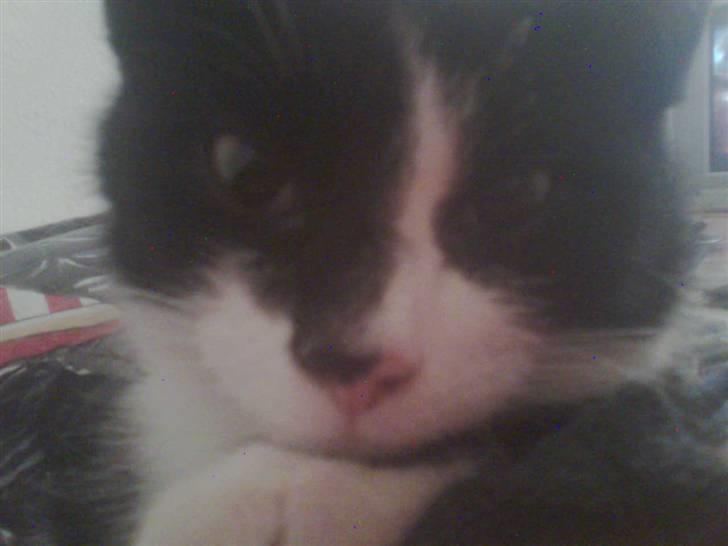 Huskat Snif - Ligger model for sin mor =D billede 1