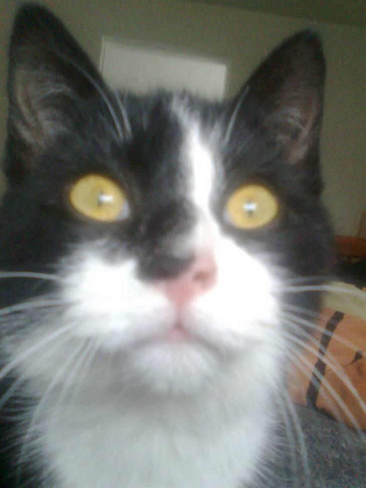 Huskat Snif - Så fik man lige øje på en fugl *G* billede 2