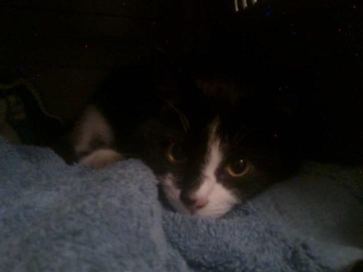 Huskat Snif - Første dag jeg fik hende. stakkels lille snifling :S billede 3