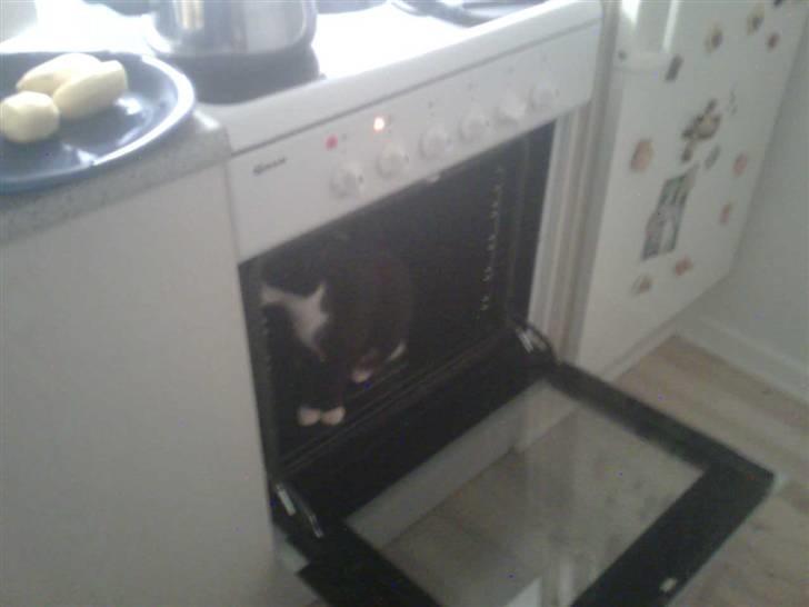 Huskat Snif - hehe meget nysgerrig ( ovnen er IKKE tændt eller varm!! ) billede 4