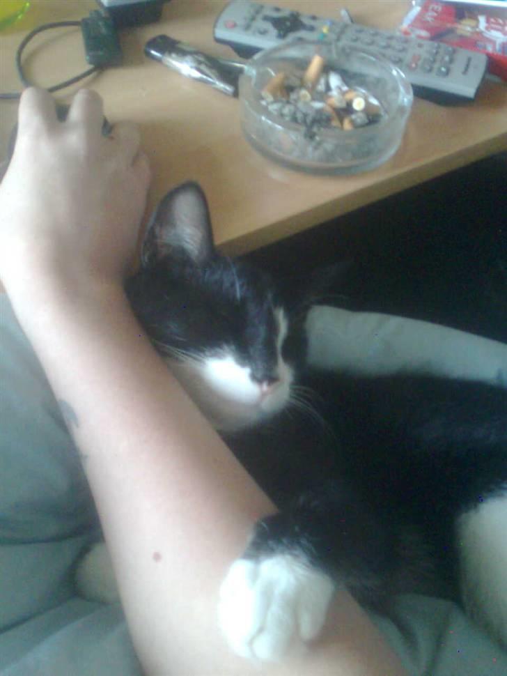 Huskat Snif - hun skal selvfølgelig være med når hendes mor er på bærbaren billede 5