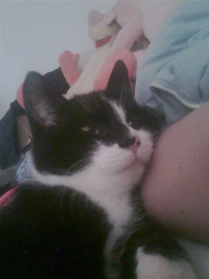 Huskat Snif - man blir søvnig i mor´s arm =) billede 6
