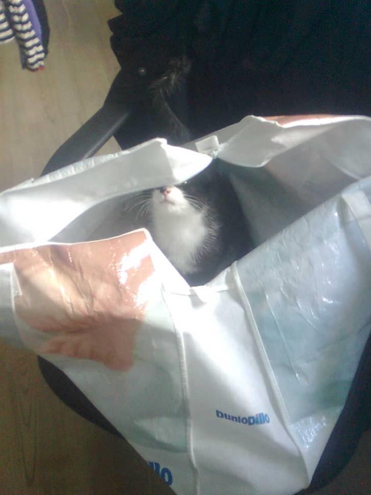 Huskat Snif - hun vil meget gerne med når mor går med vasketøjet =) billede 8