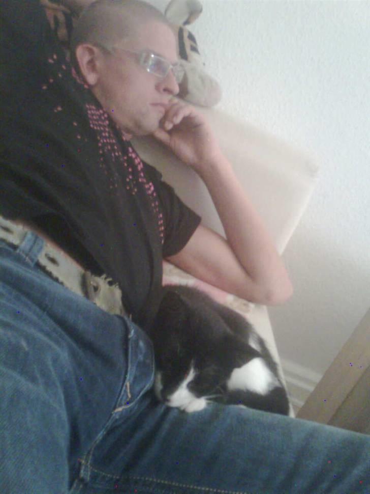 Huskat Snif - putte dyr billede 11