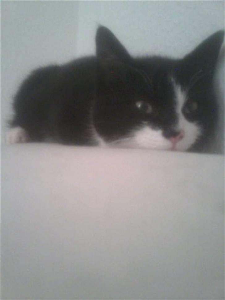 Huskat Snif billede 18