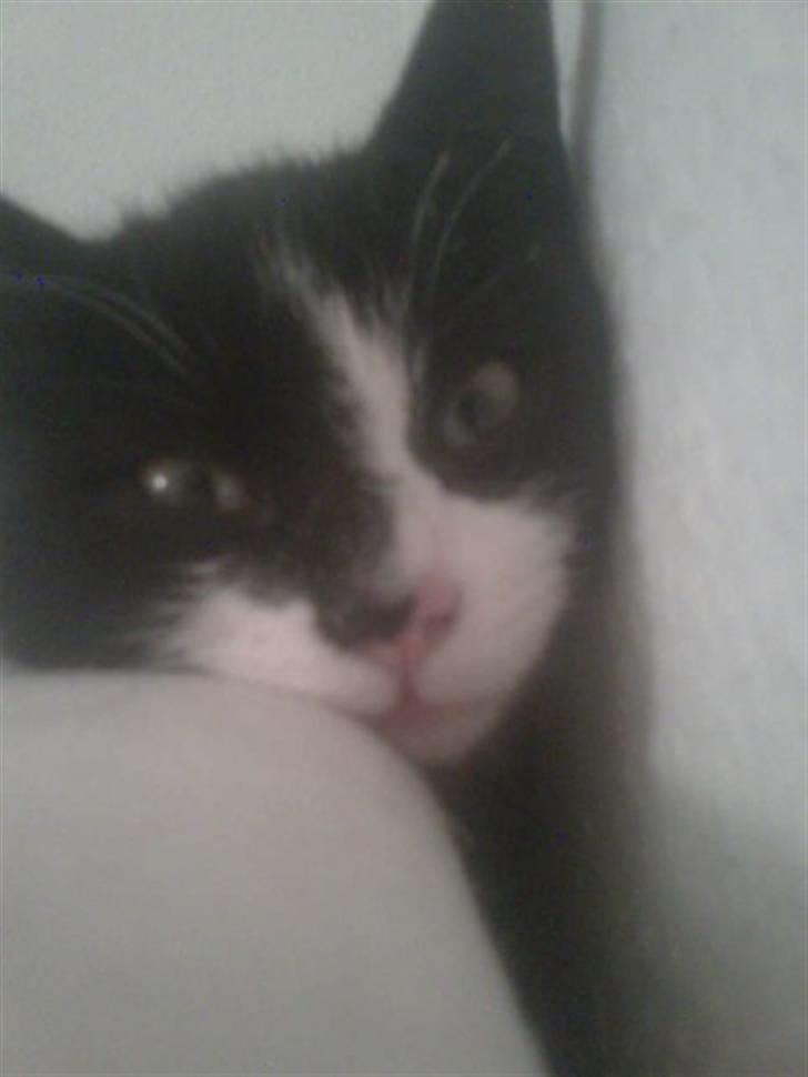 Huskat Snif billede 19