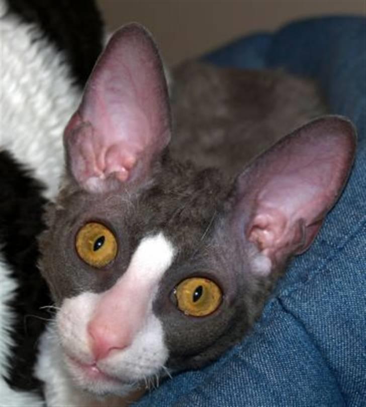 Cornish Rex Yeoman Knight of Kandinsk billede 1