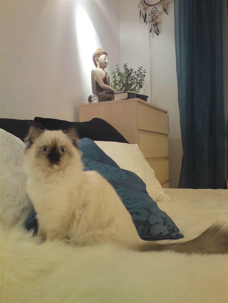 Blanding af racer Sugar Pie Honey Bunny billede 17