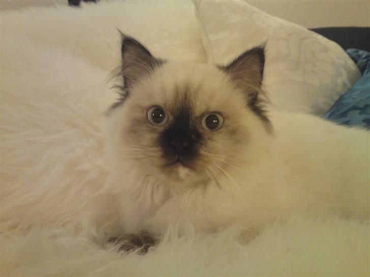 Blanding af racer Sugar Pie Honey Bunny billede 18