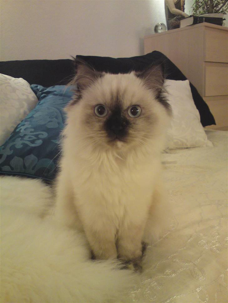 Blanding af racer Sugar Pie Honey Bunny billede 19