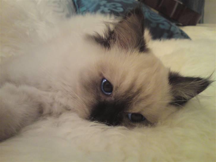 Blanding af racer Sugar Pie Honey Bunny billede 20