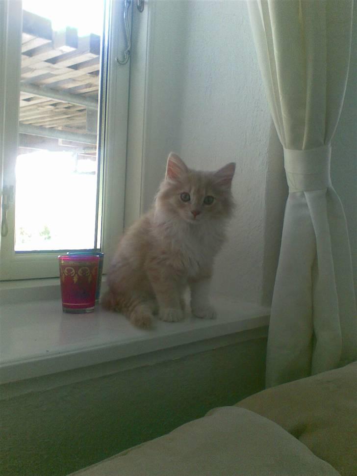 Huskat gismo billede 1