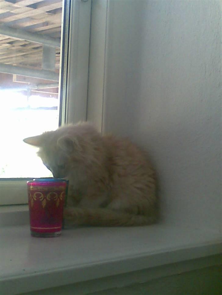 Huskat gismo billede 2