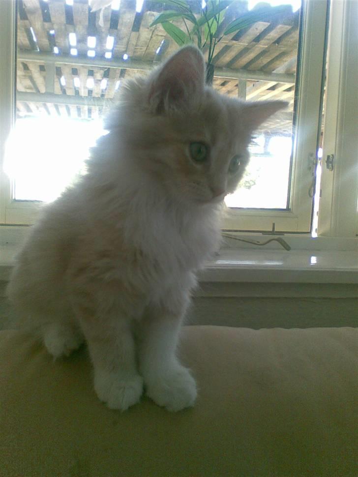 Huskat gismo billede 3