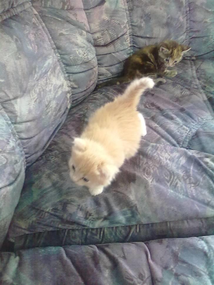 Huskat gismo billede 4